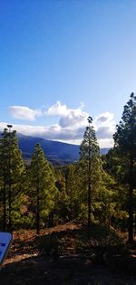 Scenic view of trees and plants against blue sky