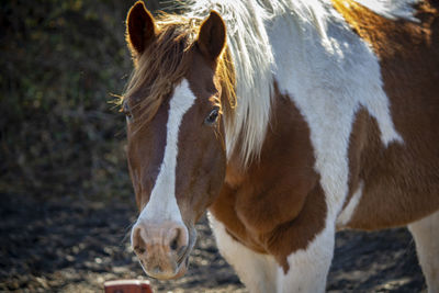 Horse standing in ranch