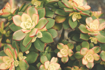 Close-up of pink flowering plants