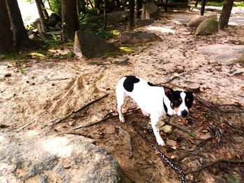 Pigeons on dirt road