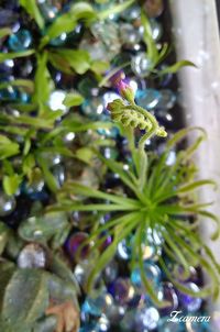 Close-up of fresh green plant