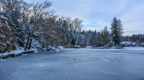 Trees against sky during winter
