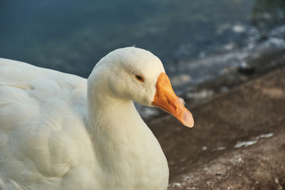 White goose /swan