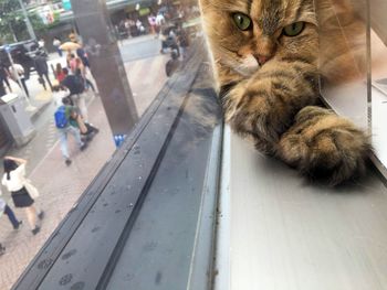 Eye level shot of cat relaxing on floor