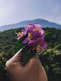 Close-up of hand holding purple flowers against sky