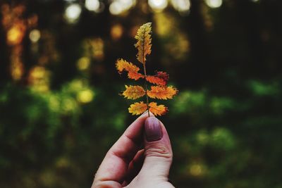 Close-up of hand holding maple leaf