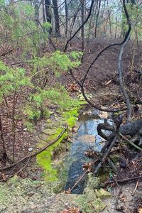 Plants and trees in forest