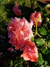 Close-up of pink rose flower