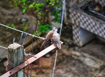 Bird perching on a metal