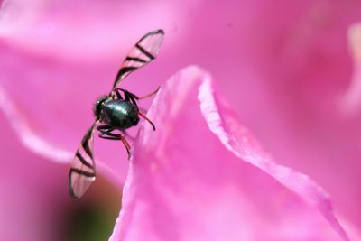 Close-up of bee on flower