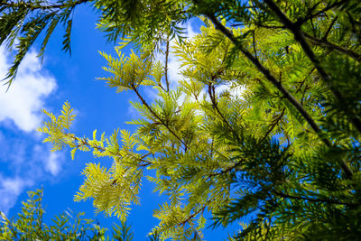 Low angle view of tree against sky