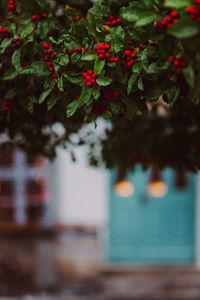 plant