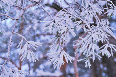 Close-up of pine tree during winter