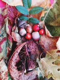 Close-up of fruits in autumn