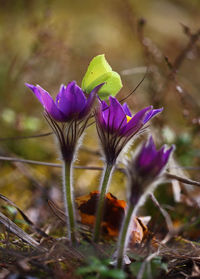 Close-up of purple crocus flowers on land