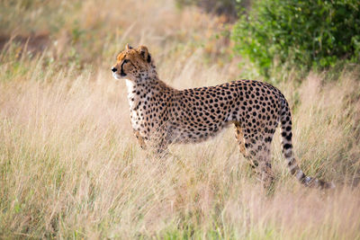 Side view of a cat