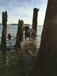 Wooden posts in sea against sky