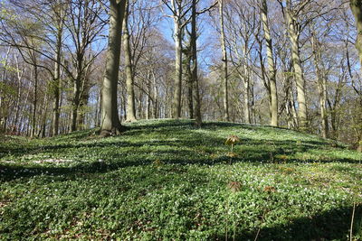 Trees growing in forest