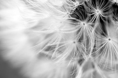 Close-up of dandelion flower