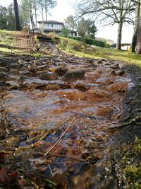 Close-up of water against trees