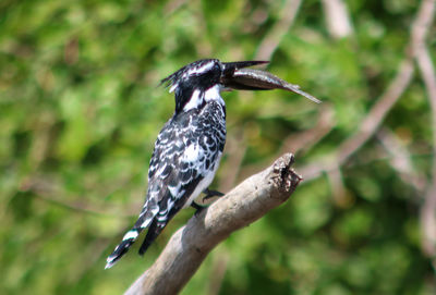Close-up of bird perching on branch