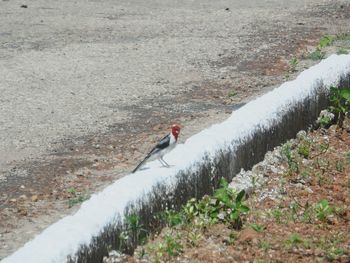 High angle view of bird perching on ground