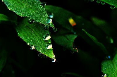 Close-up of raindrops on leaves