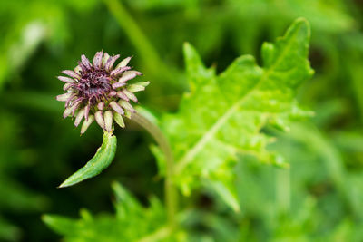 Close-up of purple flower