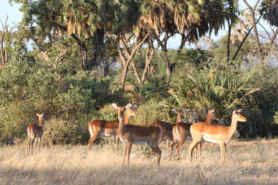 Horses grazing on field
