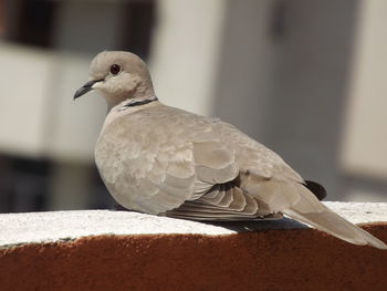 Close-up of pigeon perching on railing