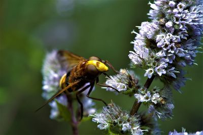 Close-up of bee pollinating on purple flower