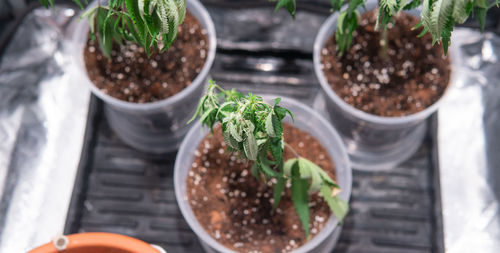 High angle view of potted plant on table