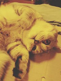 High angle view of cat sleeping