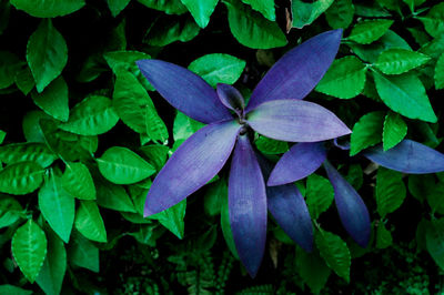 High angle view of purple flowering plants