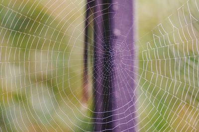 Bright raingrops on the spider web in the nature