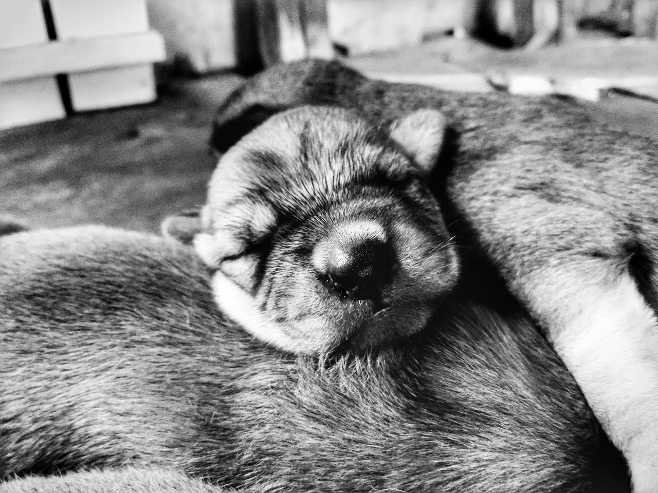 CLOSE-UP OF PUPPY SLEEPING ON FLOOR