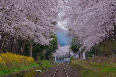 High angle view of cherry blossom amidst trees