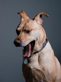 Close-up of dog against gray background