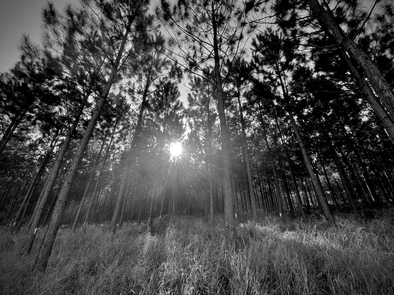 SUNLIGHT STREAMING THROUGH TREES IN THE FOREST