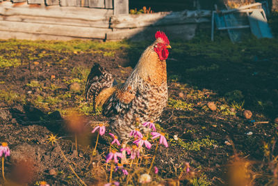 Close-up of rooster at farm