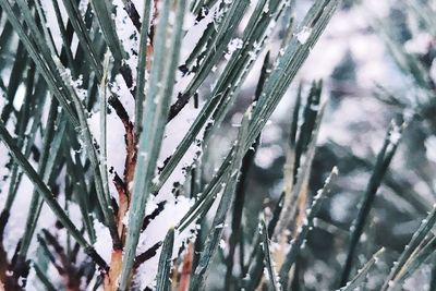 Close-up of frozen tree during winter