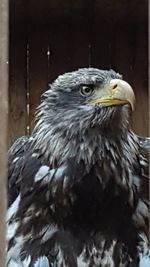 Close-up of eagle