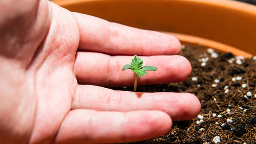 Close-up of hand holding small plant