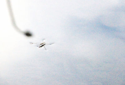 Low angle view of airplane flying in sky