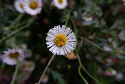 Close-up of white flowering plant