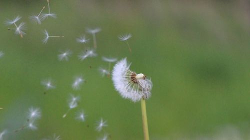 Close-up of dandelion