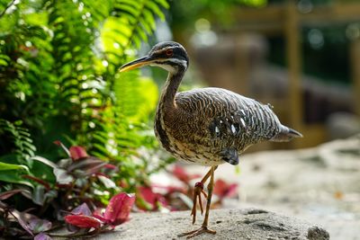 Close-up of bird perching on a plant