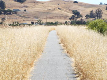 Road amidst agricultural field