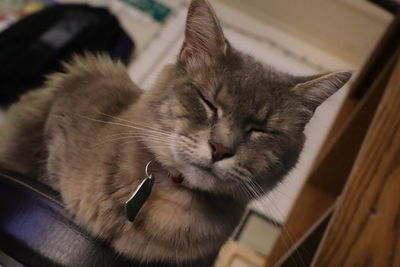 Close-up of cat resting at home