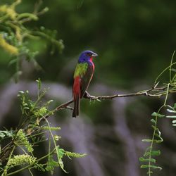 Close-up of bird perching on branch